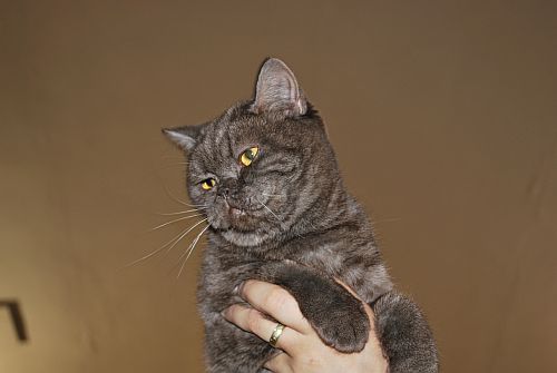 koka
